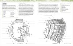Alternative view 4 of Atlas de anatomía para colorear (The Human Body Coloring Book): Guía de estudio