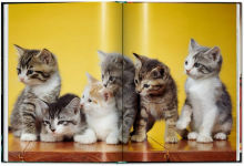 Alternative view 3 of Walter Chandoha. Cats. Photographs 1942-2018